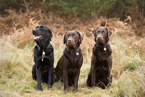 Three Labradors Sitting in the Countryside