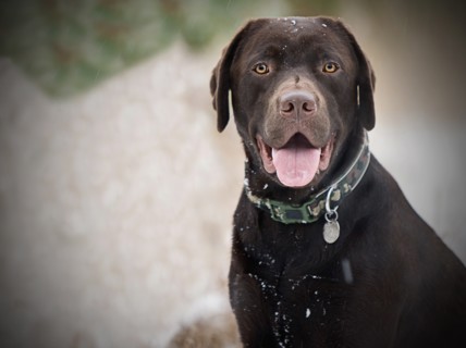 Happy Labrador in Wintery Countryside
