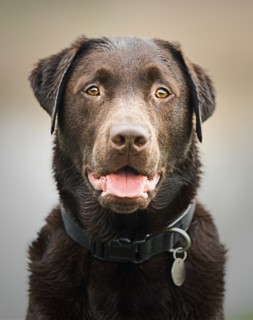 Handsome Wet Chocolate Labrador