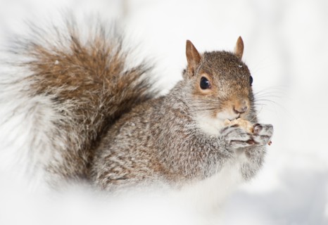 USA, New York, New York City, close up of squirrel sitting in snow.
