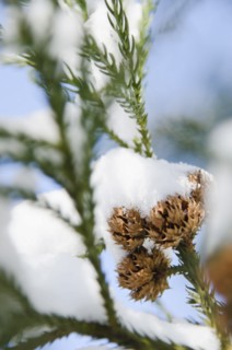 USA, New York, New York City, close up of pine tree branch covered with snow.