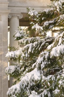 USA, New York, New York City, pine tree covered with snow with column in background.