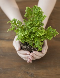 Woman holding seedling in cupped hands.