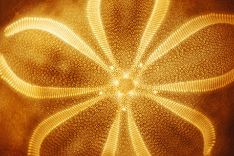 Close-up of jelly fish.