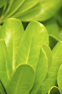 Mexico, Playa Del Carmen, green leaves. Photo: Tetra Images