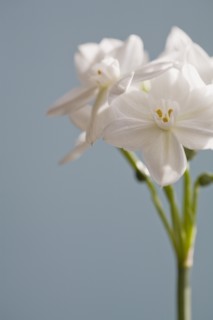 Close-up view of white flower. Photo : Kristin Lee