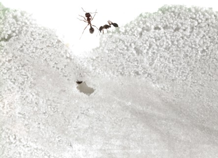 Close up of ants in sand. Photo: David Arky