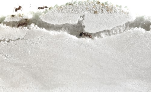 Close up of ants in sand. Photo: David Arky