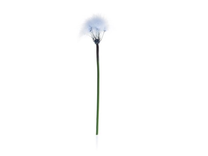 Dandelion stem on white background. Photo : David Arky
