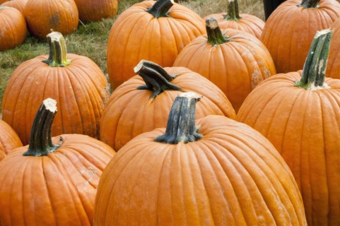 Pumpkins on field. Photo : Antonio M. Rosario