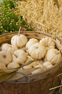 Harvested pattypan squash on field. Photo : Antonio M. Rosario