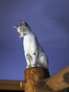 Portrait of young kitten. Photo : John Kelly