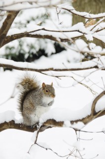 USA, New York, New York City, squirrel sitting on branch in winter.