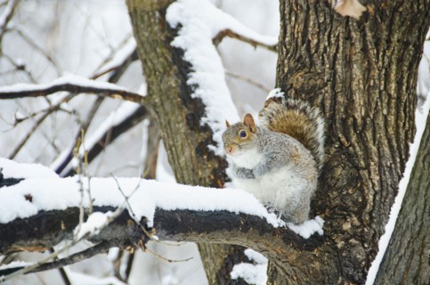 USA, New York, New York City, squirrel sitting on branch in winter.
