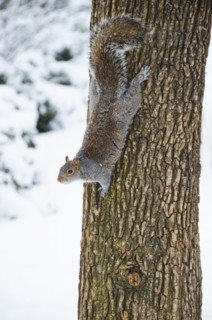 USA, New York, New York City, squirrel on tree trunk.