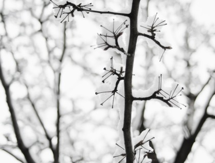 USA, New York, Williamsburg, Brooklyn, snow on tree. Photo: Jamie Grill Photography