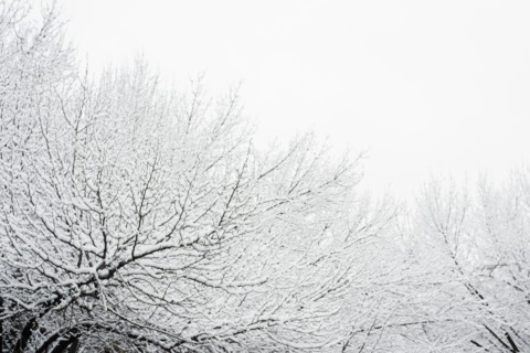 USA, New York, Williamsburg, Brooklyn, snow on tree. Photo: Jamie Grill Photography