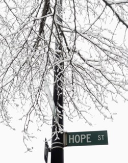 USA, New York, Williamsburg, Brooklyn, snow on tree. Photo : Jamie Grill Photography
