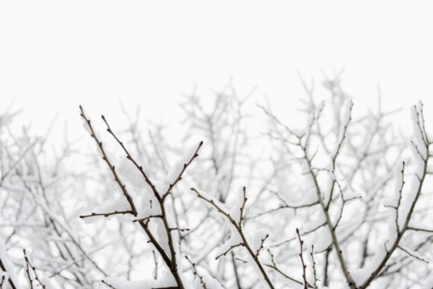 USA, New York, Williamsburg, Brooklyn, snow on tree. Photo: Jamie Grill Photography