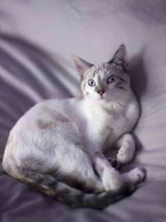 Portrait of young kitten. Photo : John Kelly