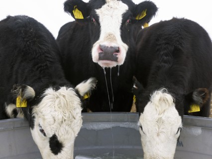 USA, New York State, Cows drinking from frozen feeding trough in winter. Photo : John Kelly