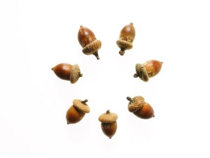 Acorns on white background. Photo: David Arky