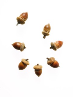 Acorns on white background. Photo: David Arky