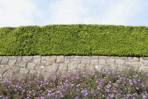 USA, California, Tidy hedge. Photo: Noah Clayton