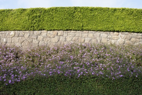 USA, California, Tidy hedge. Photo: Noah Clayton
