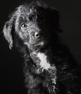 Studio portrait of black jack-a-doodle. Photo : Justin Paget