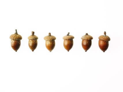 Row of Acorns on white background. Photo: David Arky