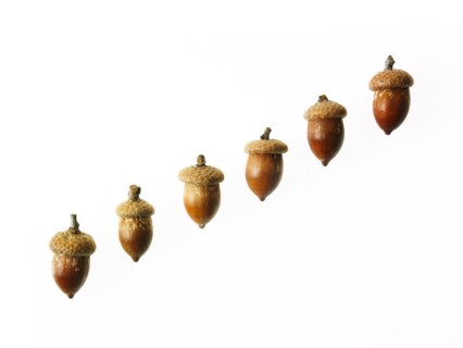 Row of Acorns on white background. Photo: David Arky