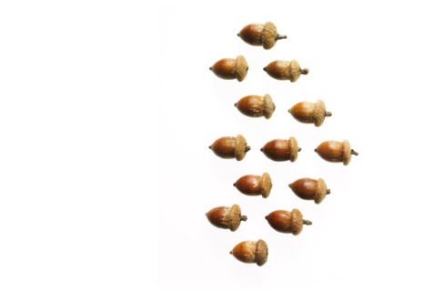 Acorns on white background. Photo: David Arky