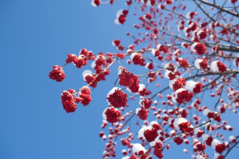 USA, Montana, Rowan berries covered by snow. Photo : Noah Clayton