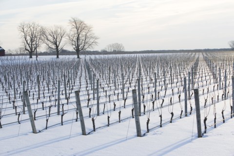 USA, New York, Cutchoge, snow-covered vineyard. Photo : fotog