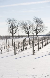 USA, New York, Cutchoge, snow-covered vineyard. Photo : fotog