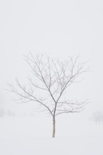 USA, New Jersey, Lonely tree in winter scenery. Photo : Chris Hackett