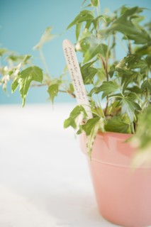 Studio shot of potted plant with marker. Photo : Jamie Grill Photography