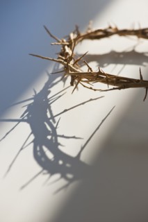 Studio shot of crown of thorns.