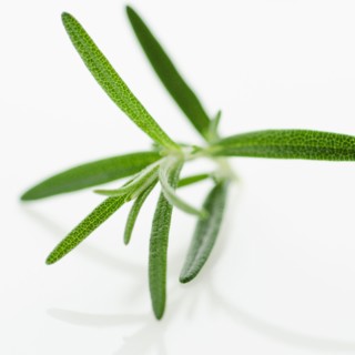 Studio shot of oregano seedling.