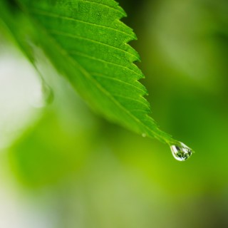 Studio shot of water drop on leaf.