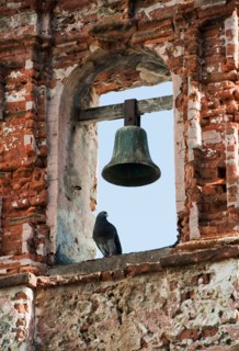 Puerto Rico, Old San Juan, pigeon perched on bell tower.