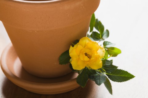 Studio shot of yellow rose and flower pot. Photo : Kristin Lee