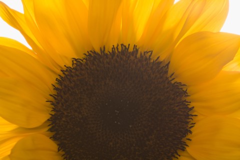 Close-up of sunflower. Photo : Kristin Lee