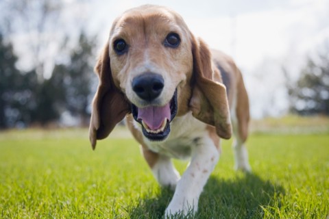 Curious dog walking towards camera. Photo : Maisie Paterson
