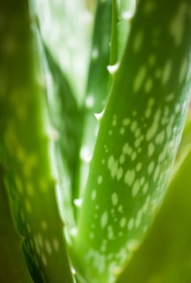Aloe vera plant.