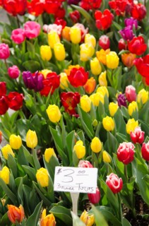Colorful tulips for sale.