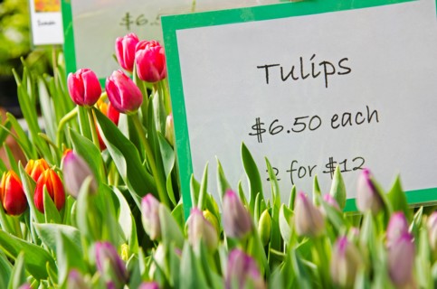 Colorful tulips for sale.