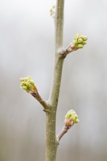 Close up of pear twig with leaf buds. Photo : Chris Hackett
