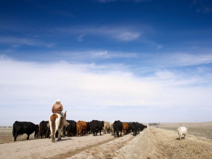 USA, Nebraska, Great Plains, horse rider driving cattle. Photo : John Kelly